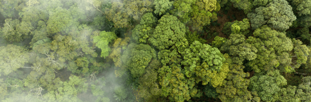 reduce carbon emissions from business travel