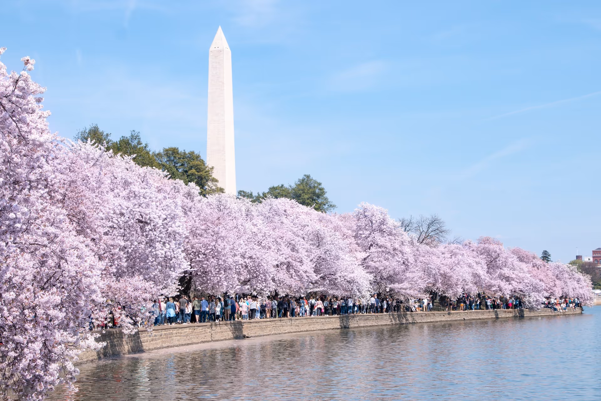 Where to Stay for Cherry Blossom Festival: Best DC Hotels