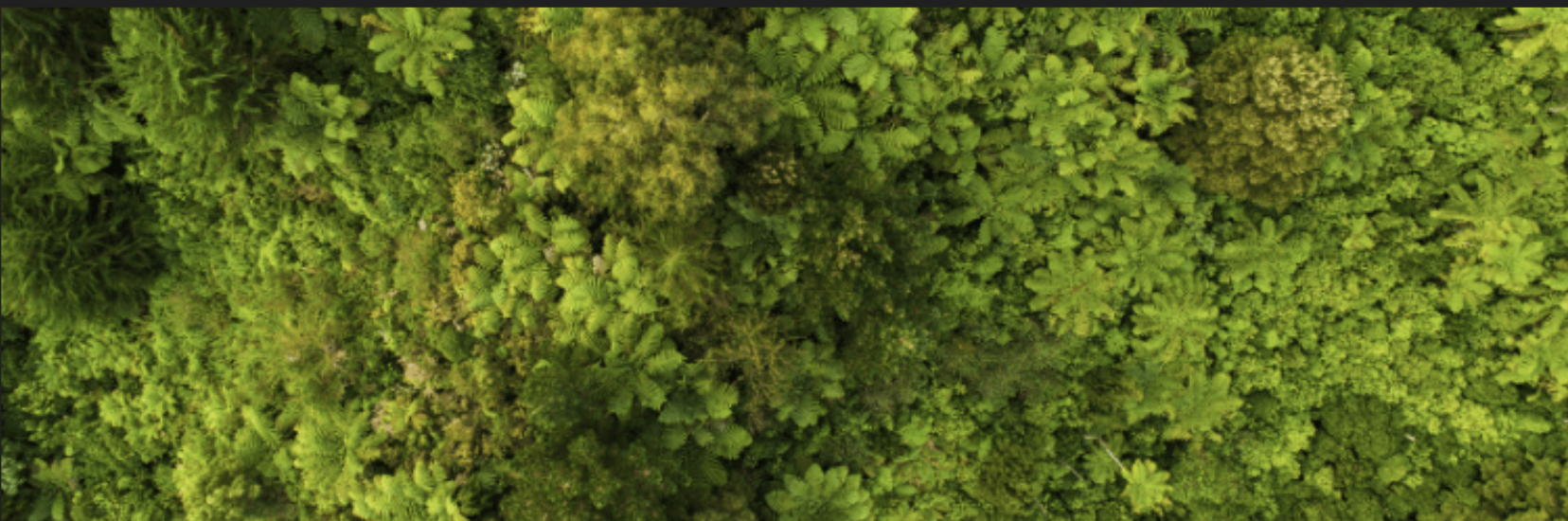 Aerial overhead view of a dense green forest canopy