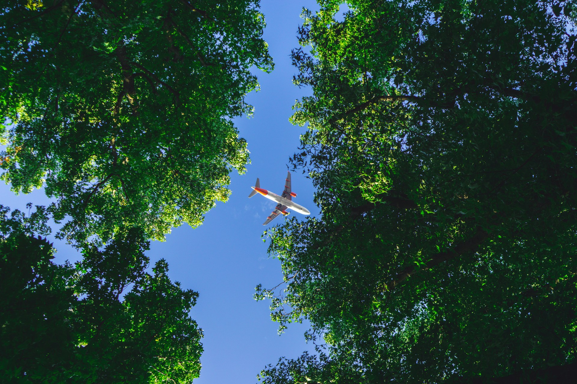 Airplane flying overhead seen through a gap in green treetops against a blue sky