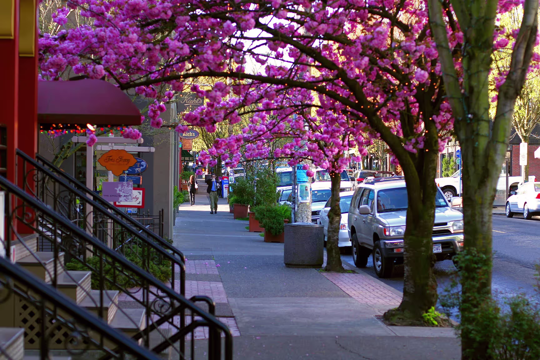 Pink cherry blossoms over a sidewalk and shops in Portland's Northwest District at dusk
