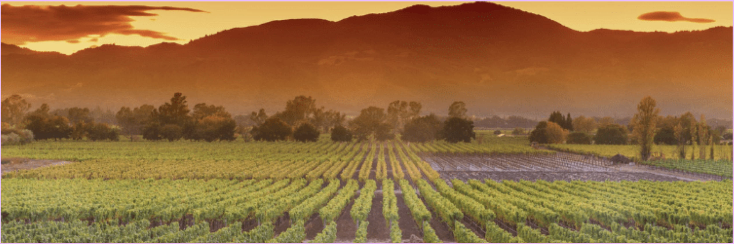 Rows of Napa Valley vineyards stretching toward hills under a golden sunset sky