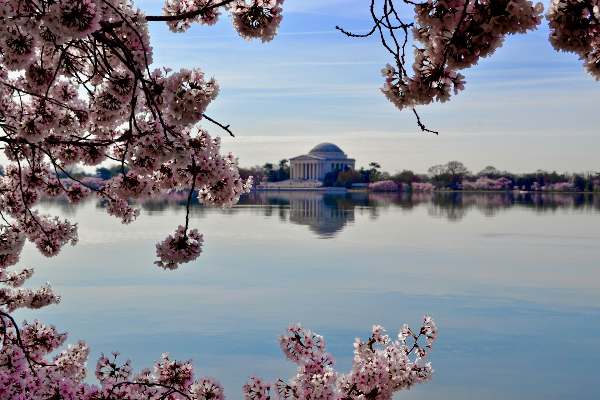 Cherry blossoms framing the Jefferson Memorial across the Tidal Basin in Washington DC