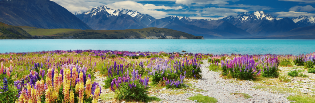 A vibrant panoramic view of New Zealand