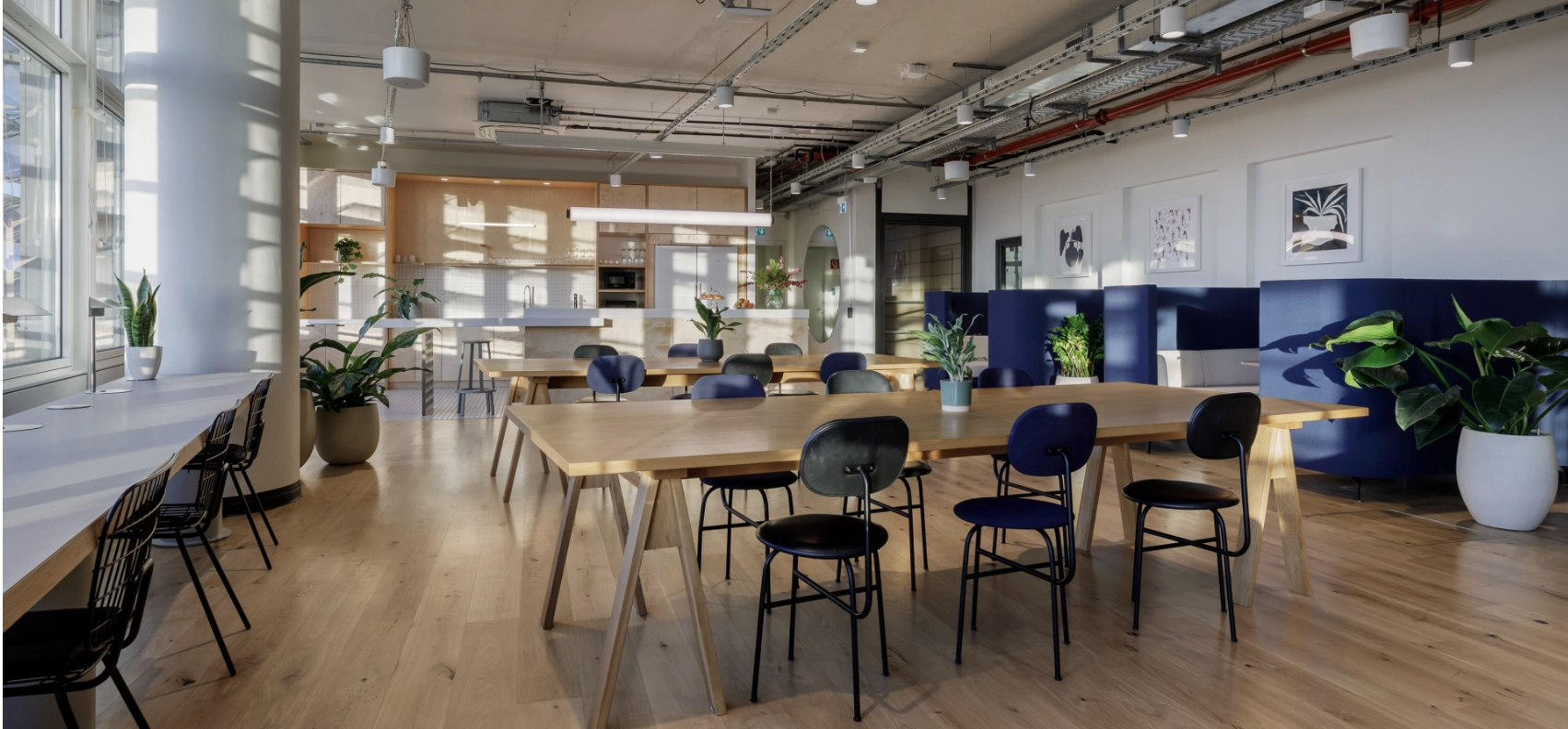 Open coworking floor in Berlin with long wood communal tables, black chairs, plants and blue accent walls under exposed ducting